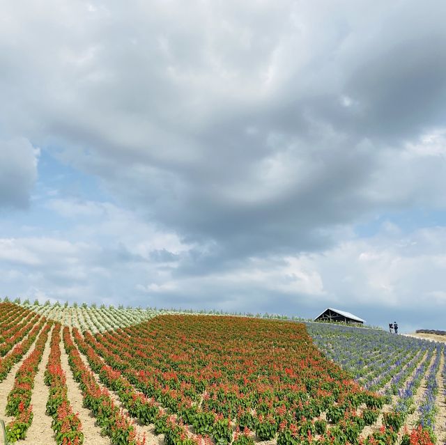 富良野 かんのファームの花畑