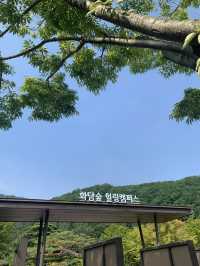 가을 여행지 추천 :: 화담숲🌳