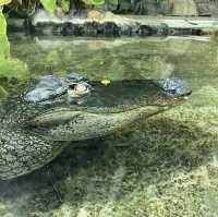 【週末の旅】鳥羽水族館