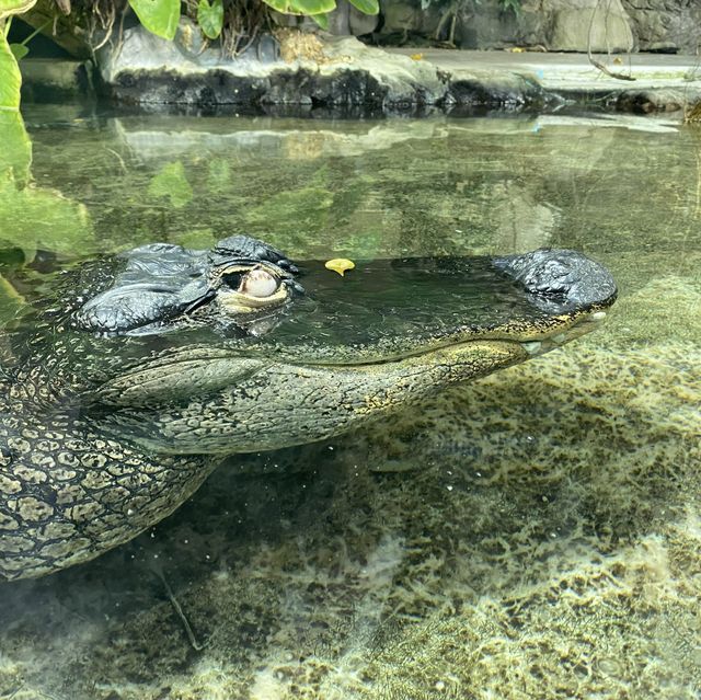 【週末の旅】鳥羽水族館