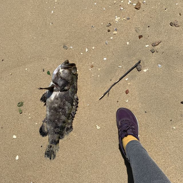 南丫島放羊海灘之旅