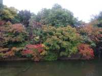 名古屋最大的日式庭園《白鳥庭園》