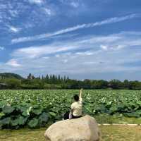 연꽃 보러 전주 ‘덕진공원’🪷