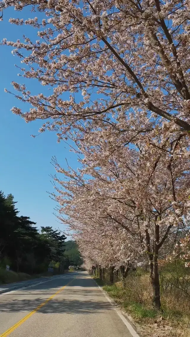화진포길 🌸 벚꽃으로 가득한 길
