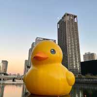 【大阪府】世界を旅するアヒルさんが今年も大阪へ！！