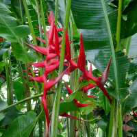 Enjoy Nature at Mt Coot-Tha Botanicals