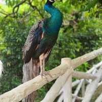 KL Bird Park