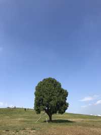 피크닉하고 인생샷찍기 딱 좋은, 올림픽공원 나홀로나무🌳