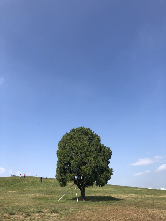 피크닉하고 인생샷찍기 딱 좋은, 올림픽공원 나홀로나무🌳
