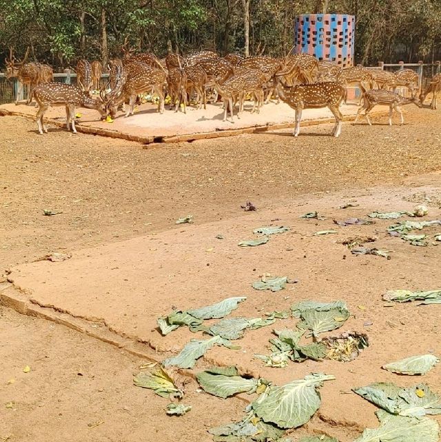 Bangladesh Dhaka International zoo 