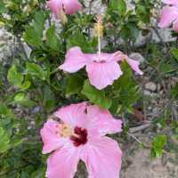 黃橙花風鈴木盛放｜市區賞花好去處