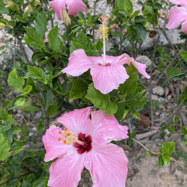 黃橙花風鈴木盛放｜市區賞花好去處