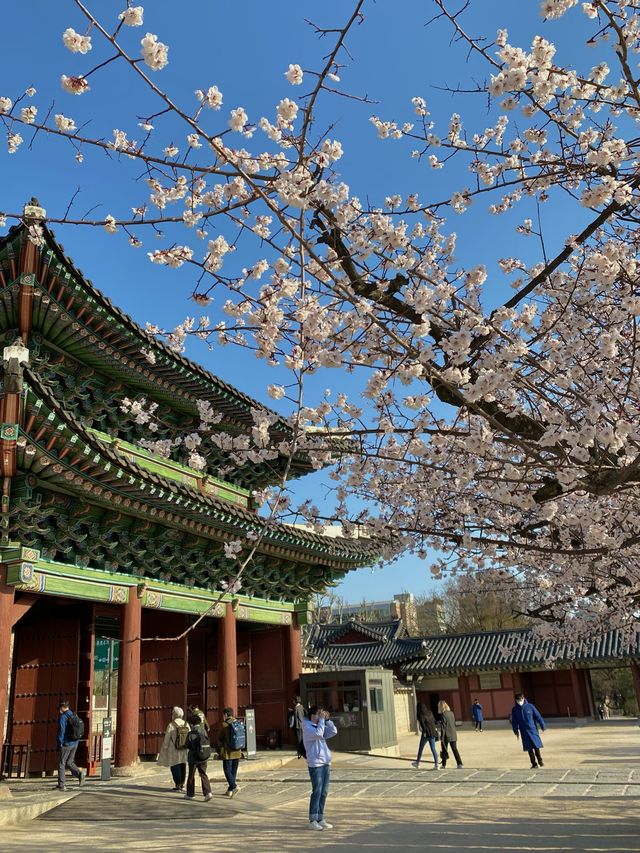 한옥과 벚꽃의 조화, 🌸창경궁🌸