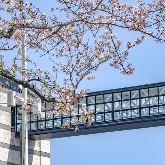 みなとみらい海沿いの桜並木