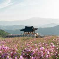 핑크물결이 넘치는 철쭉여행 , 황매산군립공원⛰