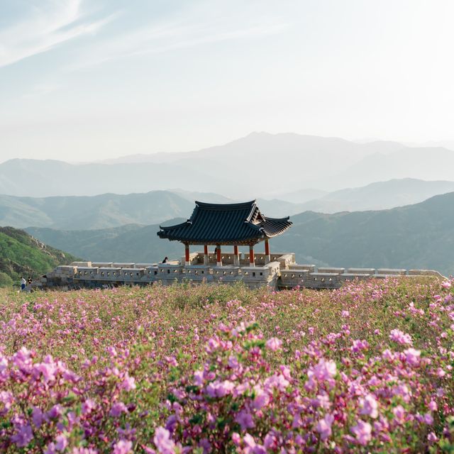 핑크물결이 넘치는 철쭉여행 , 황매산군립공원⛰