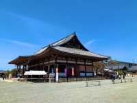 京都　京都散策旅　念願の東寺！東寺と桜のコラボに感動❗️