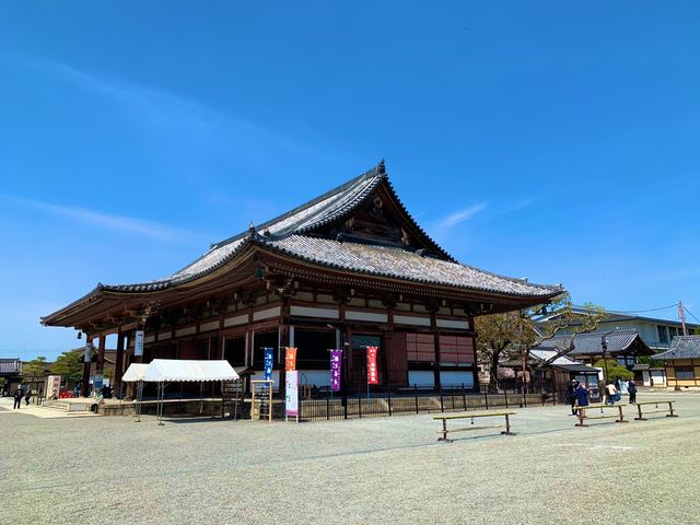 京都　京都散策旅　念願の東寺！東寺と桜のコラボに感動❗️