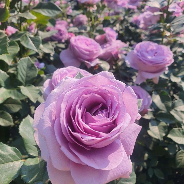 부천 도당산 백만송이 장미축제🌹