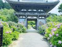 【兵庫県】華観音寺あじさい寺で1万株の紫陽花を愛でる！