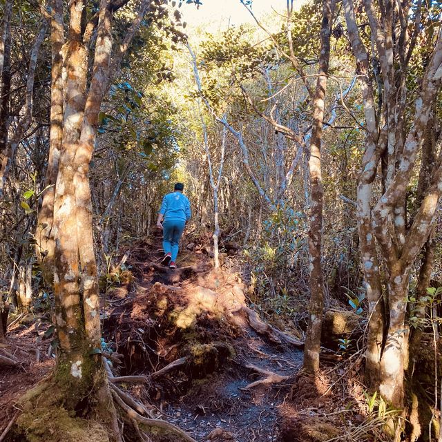 hiking in kundasang- maragang hill 