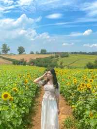 7월에 피는 가장 예쁜 꽃 해바라기🌻보러 안성팜랜드로 오세요💛