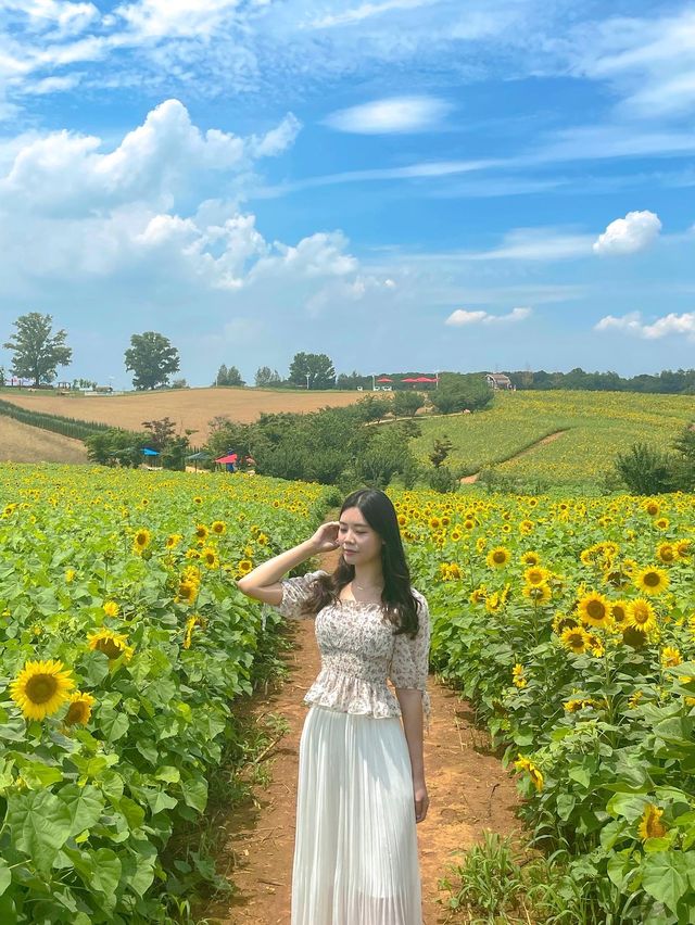 7월에 피는 가장 예쁜 꽃 해바라기🌻보러 안성팜랜드로 오세요💛
