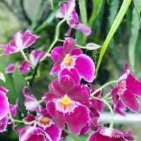 National Orchid Garden Singapore