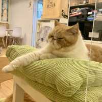 高質荃灣貓cafe🐈