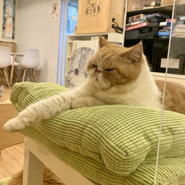 高質荃灣貓cafe🐈