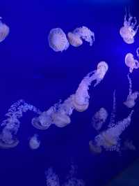 江ノ島　暑い夏に涼しいデートを🐟💓【新江ノ島水族館】