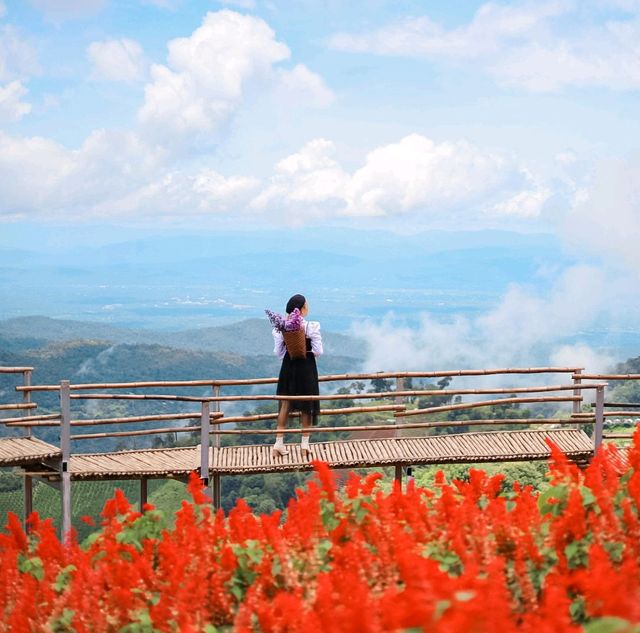 สวนดอกไม้ที่วิวสวยที่สุด | ม่อนแจ่ม ~ เชียงใหม่