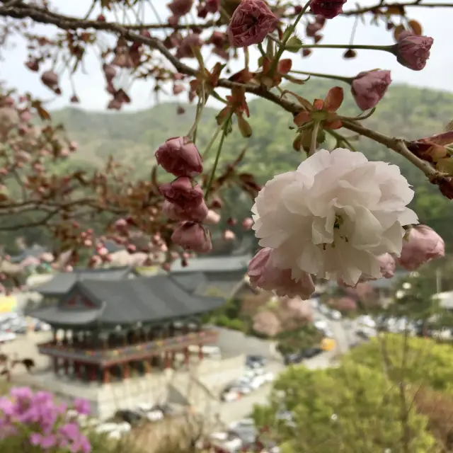 겹벚꽃 핫플 각원사