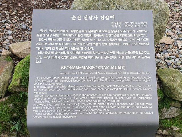 [전남/순천] 오랜 역사를 체험할 수 있는 사찰 "선암사"