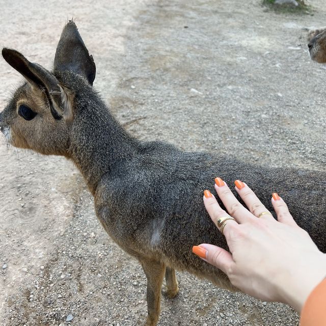 リアルジャングル🌿たくさんの動物と触れあえる体験型動物園✨人気のスナネコも✨