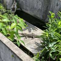 Short trip to Sandakan Crocodile Farm