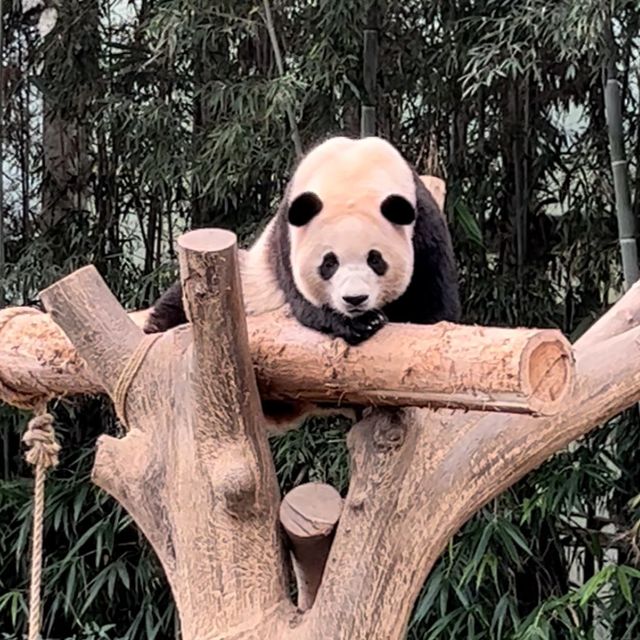 韓国【エバーランド】パンダワールド🐼🌿 韓国【エバーランド】パンダワールド🐼🌿