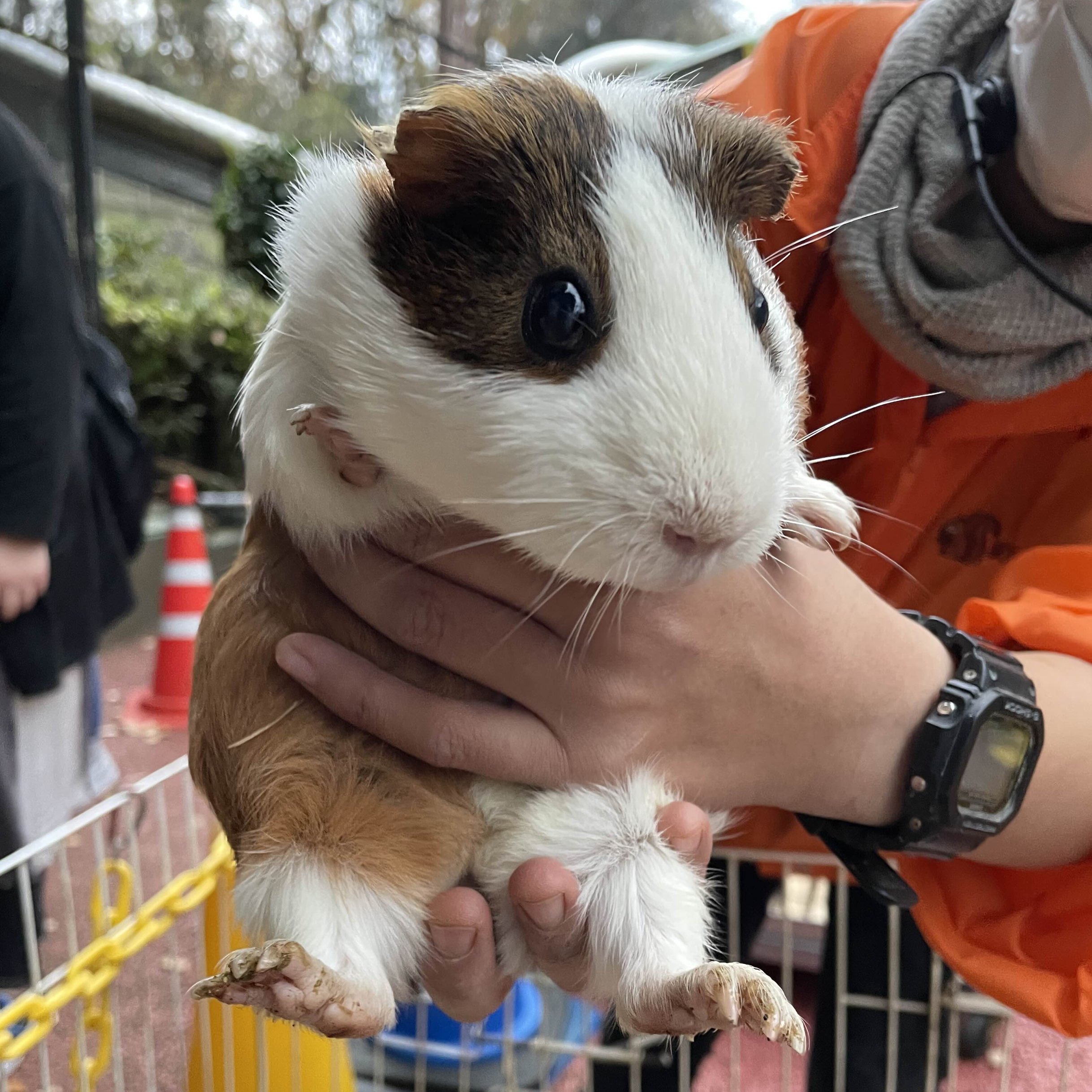 モルモットの大行進 | Trip.com 町田