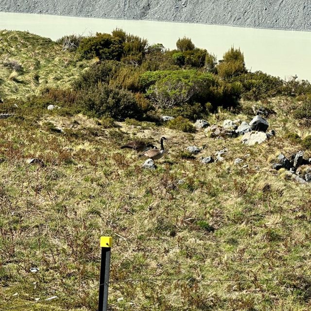 NZ Mt Cook Kea Point 