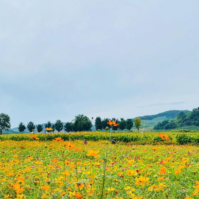 [연천] 꽃구경 명소🌸🌼🌺‘임진강댑싸리공원’