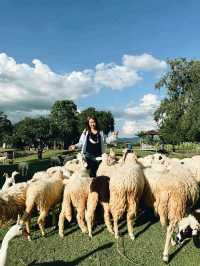 Dutch Farm เชียงใหม่