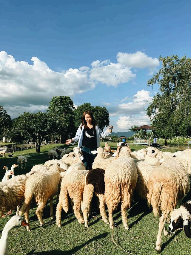 Dutch Farm เชียงใหม่