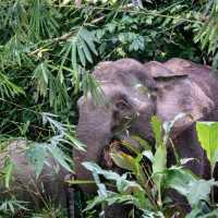 Kinabatangan Wildlife Sanctuary - Borneo, Mal