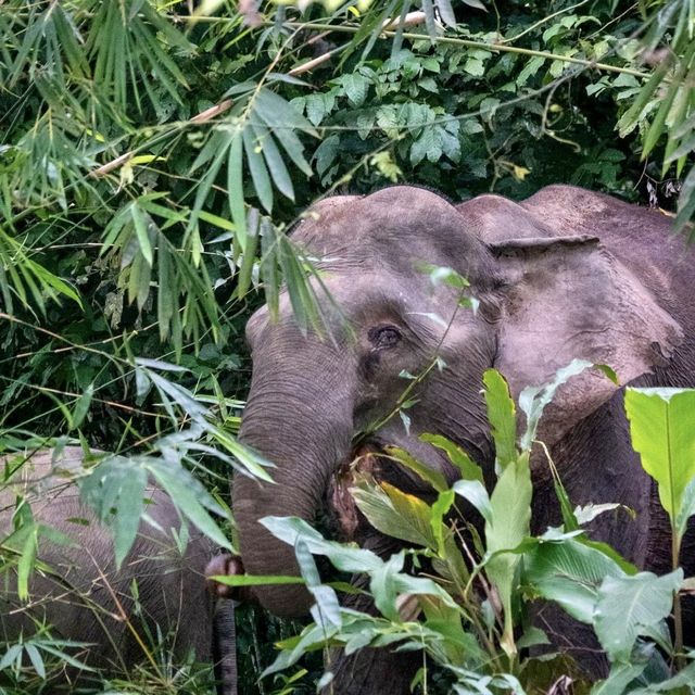 Kinabatangan Wildlife Sanctuary - Borneo, Mal