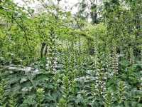 The beautiful Gardens if Brera in the heart of Milan