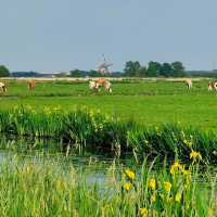 National Park de Biesbosch 