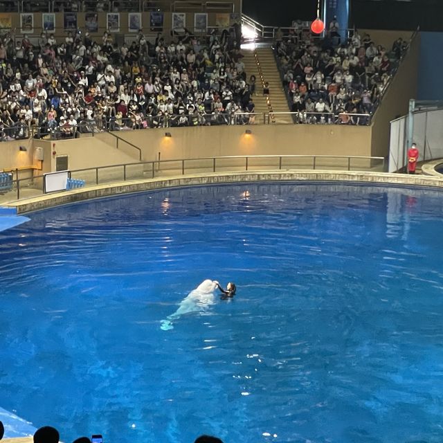 눈이 즐거운 베이징 아쿠아리움 벨루가 공연은 환상적