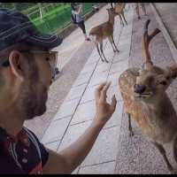 Nara Park ❤️ 