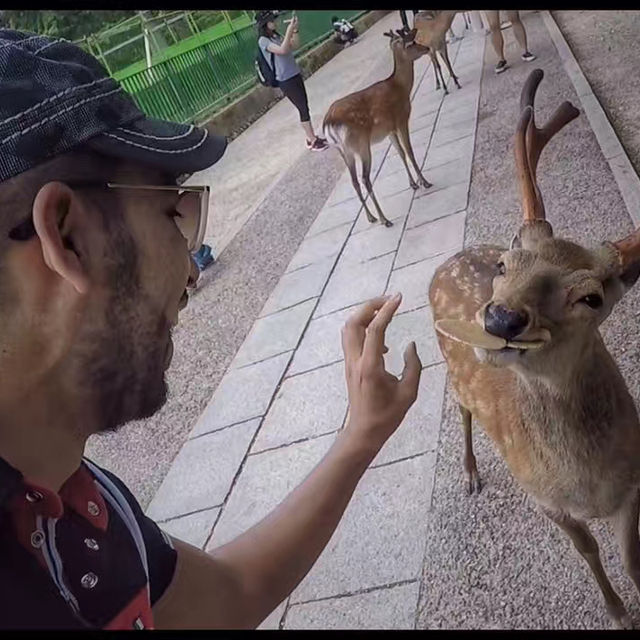 Nara Park ❤️ 