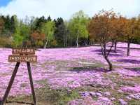 日本北海道東藻琴芝櫻公園